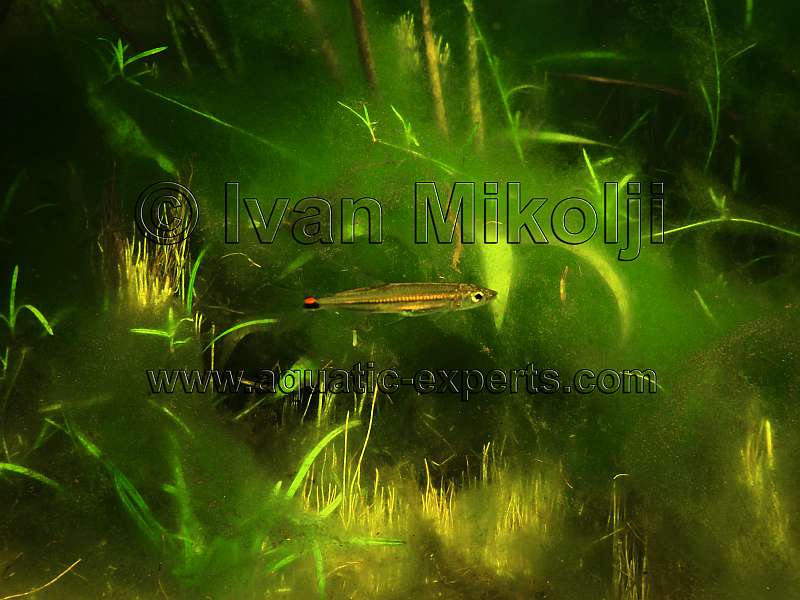 aquarium fish documentaries